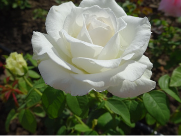 dsc06426-min.jpg