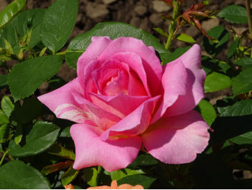 dsc06447-min.jpg
