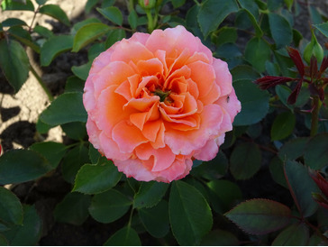 dsc06436-min.jpg