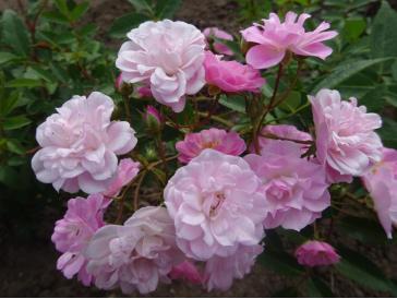heavenlypink.jpeg